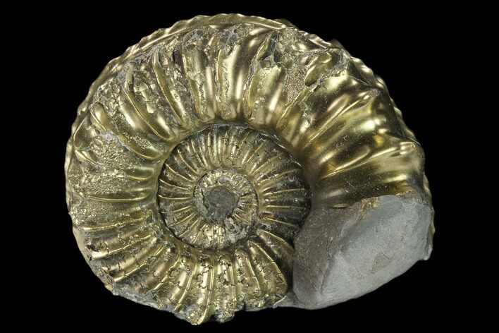 Pyritized (Pleuroceras) Ammonite Fossil - Germany #131104